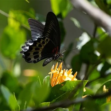 Sony Alpha A6700 Mirrorless Camera With E 18-135mm F/3.5-5.6 OSS Lens 9 Sony Alpha A6700 Mirrorless Camera With E 18-135mm F/3.5-5.6 OSS Lens - Image 7