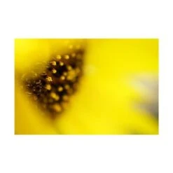 Sony FE 50mm F/2.8 Macro Lens For E-Mount Cameras -Capture Point ba0681cf f49e 4f79 81e6 c00f452bf0ef