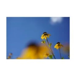 Sony FE 50mm F/2.8 Macro Lens For E-Mount Cameras -Capture Point ccb0c234 f1e7 4f64 b31e b31fe2c51a81