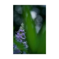 Sony FE 50mm F/2.8 Macro Lens For E-Mount Cameras -Capture Point e9a8784c 8ba1 4b61 a010 3181f916315b