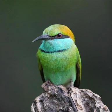 Sony Alpha A6700 Mirrorless Camera With E 18-135mm F/3.5-5.6 OSS Lens 14 Sony Alpha A6700 Mirrorless Camera With E 18-135mm F/3.5-5.6 OSS Lens - Image 12